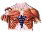Respiratory