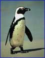 Penguin walking
