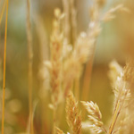 Suspension of 5 Boards of ASA