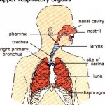 Infections – Upper Respiratory