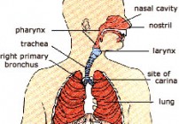 Upper Respiratory Organs