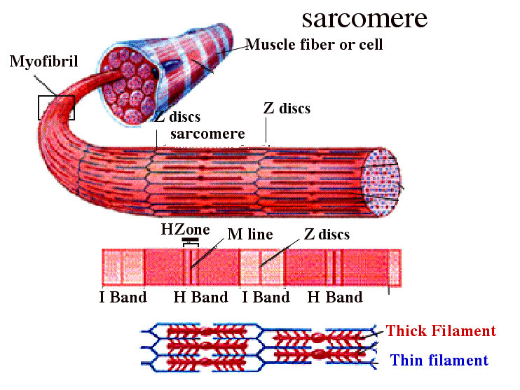 sacromere - z discs
